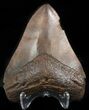 Serrated, Fossil Megalodon Tooth - Georgia #46604-2